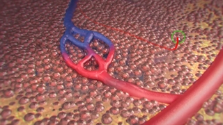 تبادل مواد در مویرگ-شبکه مویرگی-زیست دهم-مهدی محمد حسین زاده