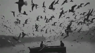 تهکوک شیپرا زنده ان؟