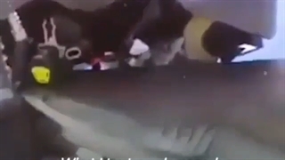 نیکی حتی به کوسه ها...