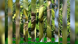 خرید نهال گردو از نوین گردو