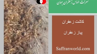 فروش پیاز زعفران - کاشت زعفران