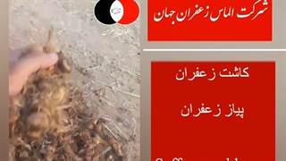 قیمت زعفران از کشاورز و خرید پیاز زعفران