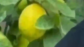 عکس نفرین شده از بلک پینک :/گپی آزاد