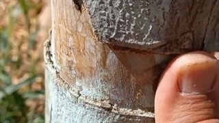 (حلقه برداری نادرست در درخت)