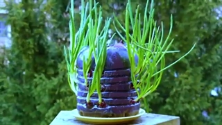 کاشت سبزی های مختلف