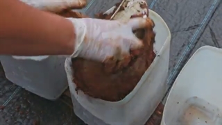 کاشت بادنجون 2