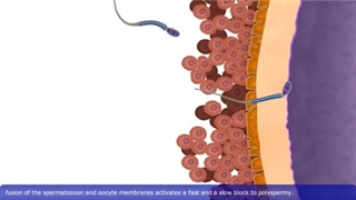 فیلم مرور جنین شناسی عمومی