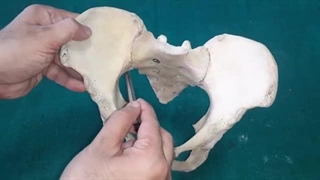 فیلم تشریح استخوان لگن انسان