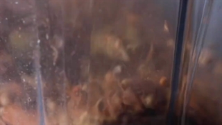 بوقلمون با ادویه تندوری هندی