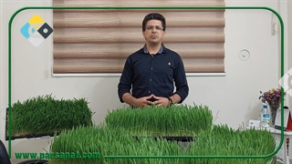 آیا برای دام فقط علوفه هیدروپونیک کافیه؟