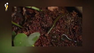 تغذیه زالو و شرایط مناسب نگهداری