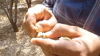 (زنبور مغز بادام خطری بزرگ برای باغات بادام)