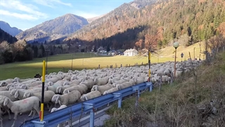 عبور زیبای گوسفندان در دل طبیعت