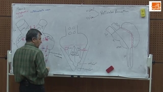 فیلم جمع بندی آناتومی علوم پایه دکتر ایرج راگردی کاشانی - فیلم آموزش نوروآناتومی رفع غبغب