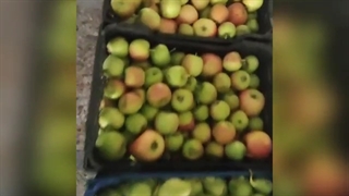 اهدای میوه های مرغوب توسط نیکوکار عزیزمان