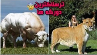 ترسناک ترین حیوانات دو رگه !!