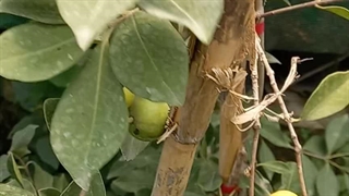 فروش نهال گواوا لیمویی ( گواوا استرابری زرد) در نهالستان و گلخانه فروزانی