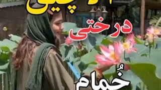 آلاچیق درختی در گیلان ، خمام