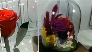 خرید گل رز جاودان