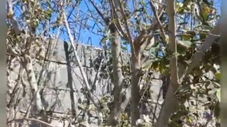 (گلدهی درختان در تابستان)