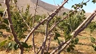 (علت خشک شدن یکباره درختان میوه)
