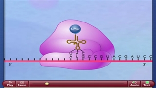 انیمیشن-ترجمه-پروتئین-سازی+09044686613 تدریس زیست شناسی