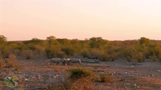 حیت وحش آفریقا