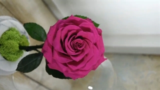 خرید گل رز جاودان صورتی