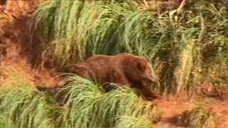 بوت کمپ حیات وحش در اسپانیا