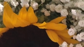 دسته گل آفتابگردان و عروس