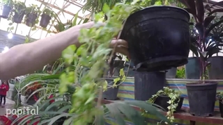 روش نگهداری من از ۲۰ تا گیاه آپارتمانی که دارم | taking care of houseplants| Diba’s dream