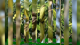 خرید بهترین نهال گردو پیوندی سال 1401 (فروش ویژه)