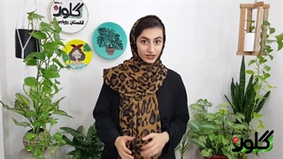 با این سه روش رطوبت گل و گیاهتان را تامین کنید