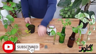 گیاهان آپارتمانی: انتخاب بهترین بستر کشت برای قلمه زدن پتوس