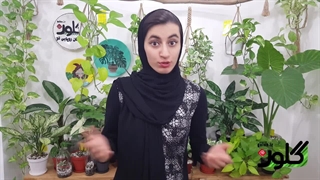 گیاه سانسوریا من پاجوش نمیزنه چیکارکنم؟