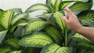 گیاهان آپارتمانی: ۹ اشتباه رایج و پرتکرار در نگهداری گل و گیاه