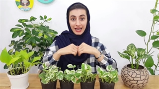 آموزش قدم به قدم قلمه زدن و تکثیر گل و گیاه آپارتمانی