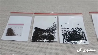 کاشتن بذر گل و گیاه / آموزش کاشت انواع بذر یا تخم گل و گیاه / Planting flower seeds