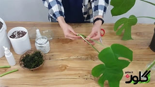 گیاهان آپارتمانی:آموزش تکثیر گیاه مونسترا یا برگ انجیری در 5 بستر کشت متفاوت