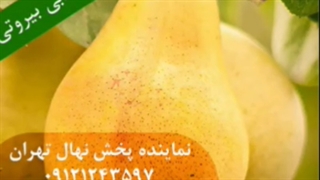 فروش ویژه نهال گلابی با قیمت پارسال