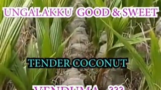 Namma Family Pollachi Illaneer | Wholesale Tender