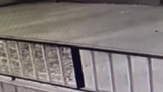 روز برنامه نویس