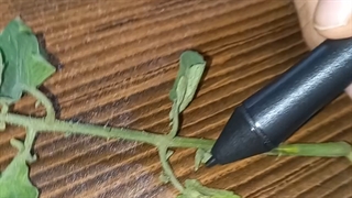 گره و سرلاد میان گرهی در گیاهان-مهدی محمد حسین زاده