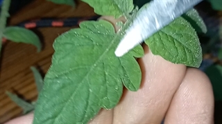 فیلم تدریس سامانه های بافتی در گیاهان-مهدی محمد حسین زاده