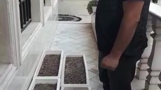 آموزش کاشت زعفران در خانه