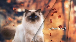 هشت نژاد گربه محبوب در ایران