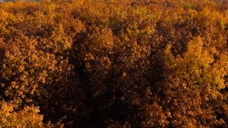 جنگل_پاییزی_فصل_پاییز_طبیعت_زیبا