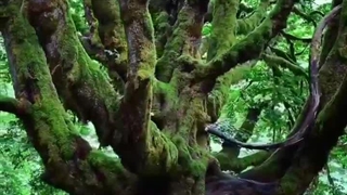 درختی عجیب و غریب در پارک ملی المپیک