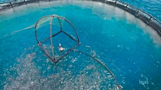 ماهی سی بس ایناس از آبهای آزاد خلیج فارس