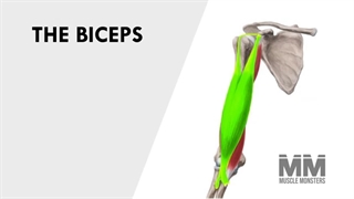 ۳ تمرین اصلی بازو